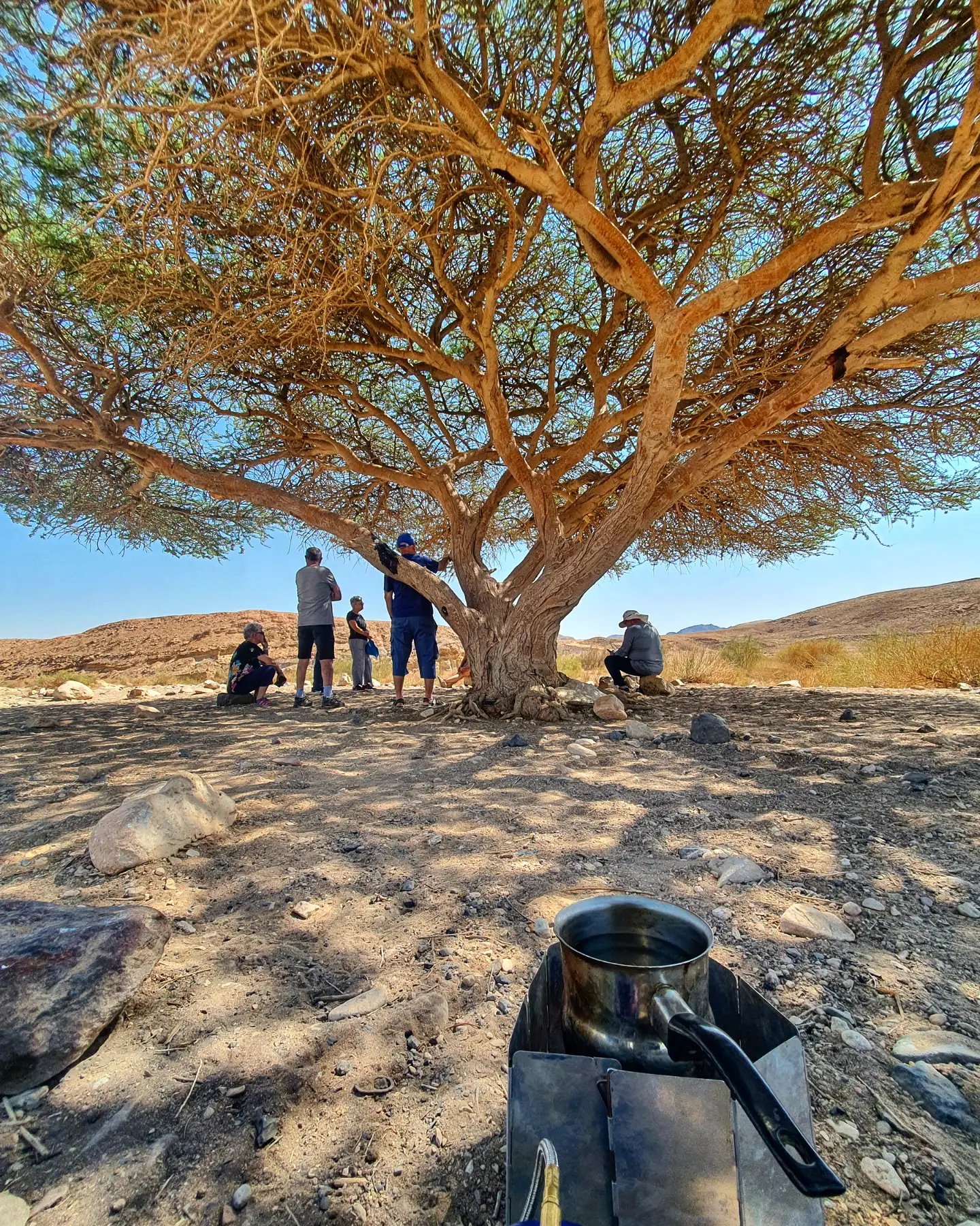 עץ שיטה במכתש רמון ומטיילים בצלו