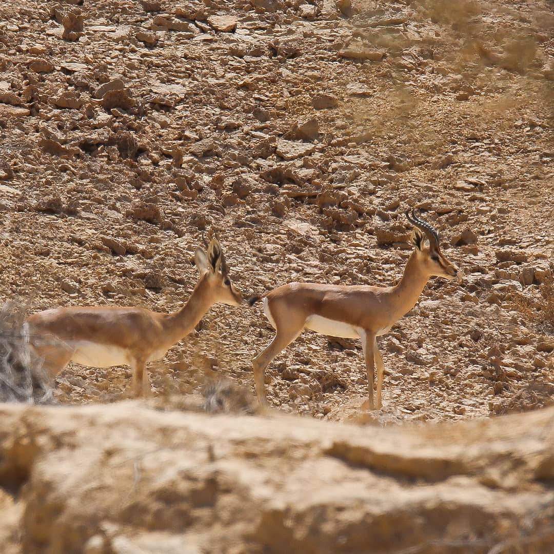 שני צבאים בנוף סלעי במכתש רמון